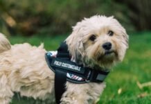 A pet nail grinder and a no-pull dog harness can change how you take care of your dog.